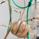 希少な実ができたウマノスズクサ＝宝塚市（寒川幸代さん提供）