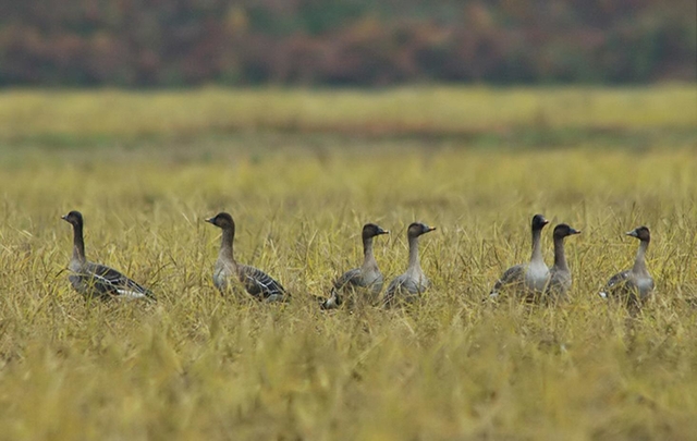 ヒシクイ。兵庫県レッドリストのＢランクに指定される。