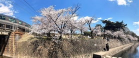 満開の桜が咲き誇る夙川河川敷＝西宮市神楽町（パノラマモードで撮影）