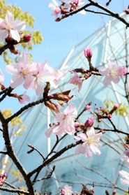 ９年連続で開花した宇宙桜＝伊丹市桑津３、伊丹市立こども文化科学館