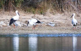 水辺で餌を探すコウノトリ＝２月２１日、伊丹市昆陽池