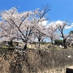 満開の桜が咲き誇る夙川河川敷＝西宮市神楽町（パノラマモードで撮影）