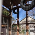 檻の中には猿が遊んだタイヤなどが残る＝打出公園