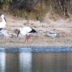 水辺で餌を探すコウノトリ＝２月２１日、伊丹市昆陽池