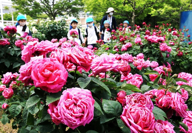 鮮やかに咲いたバラ＝芦屋市陽光町、芦屋市総合公園