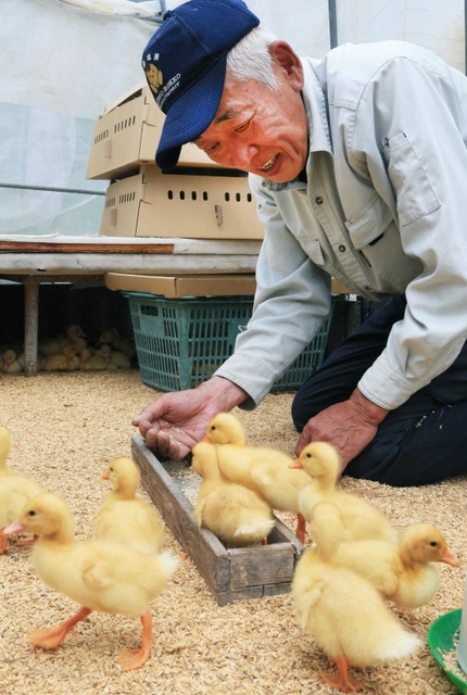 ひなに餌やりをする上殿さん＝猪名川町下阿古谷