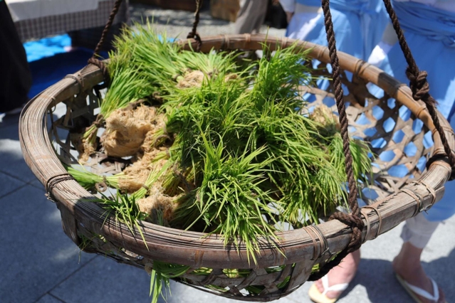 「めぐみ広田の大田植え」の儀式で植えられた苗＝西宮市大社町、広田神社