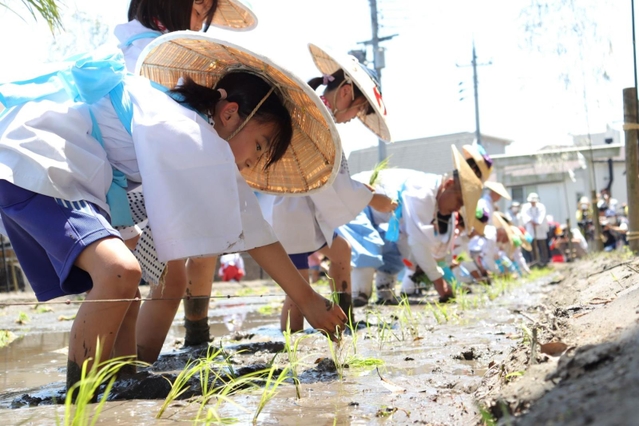「めぐみ広田の大田植え」で苗を植える子どもら＝西宮市大社町、広田神社