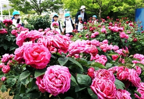 鮮やかに咲いたバラ＝芦屋市陽光町、芦屋市総合公園