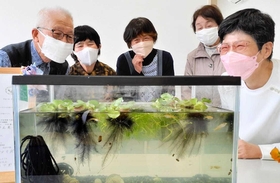 宇宙メダカの子孫の飼育を通じて交流を深める住民ら＝光明デイサービスセンター