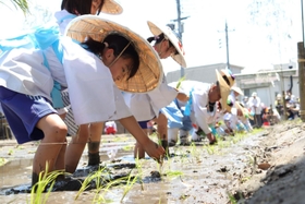 「めぐみ広田の大田植え」で苗を植える子どもら＝西宮市大社町、広田神社