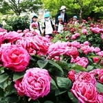鮮やかに咲いたバラ＝芦屋市陽光町、芦屋市総合公園