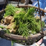 「めぐみ広田の大田植え」の儀式で植えられた苗＝西宮市大社町、広田神社