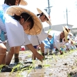 「めぐみ広田の大田植え」で苗を植える子どもら＝西宮市大社町、広田神社