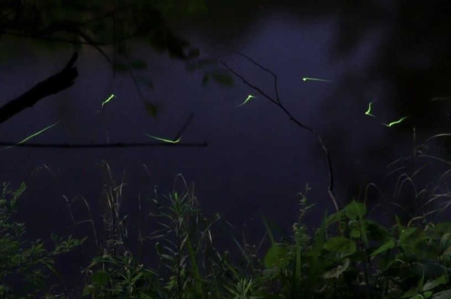芦屋川の近くで小さな光を放ちながら舞うホタル＝芦屋市山芦屋町