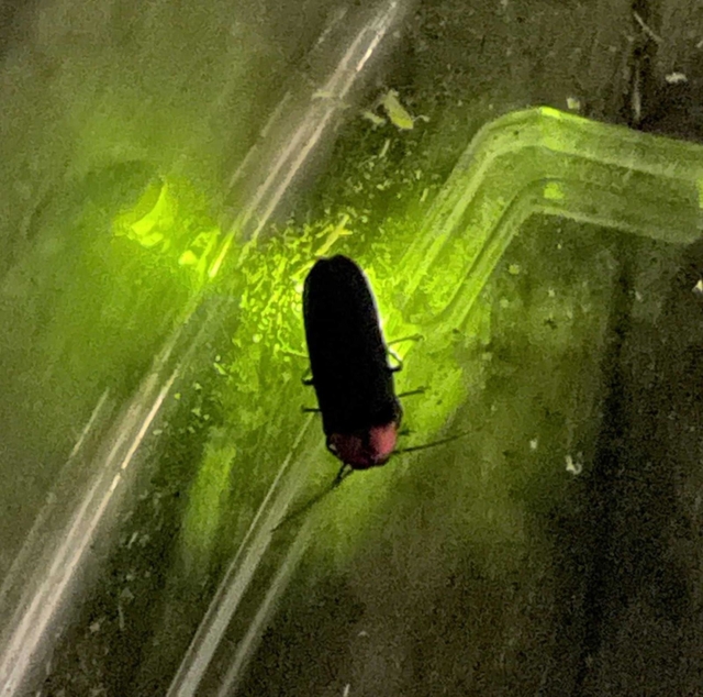 ４年前の豪雨被害から復活途中にあるホタル＝芦屋市山芦屋町