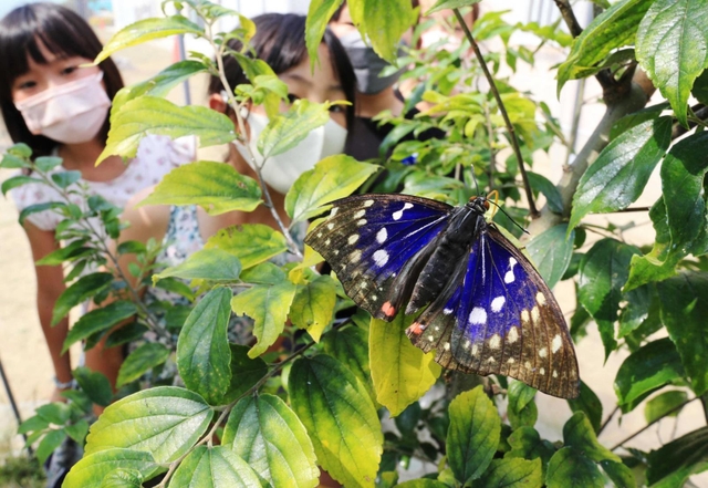羽を広げたオオムラサキ＝川西市立明峰小学校