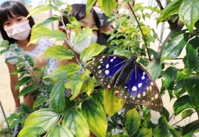 羽を広げたオオムラサキ＝川西市立明峰小学校