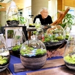 こだわりのコケテラリウム作品が並ぶ＝西宮市北山緑化植物園