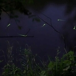 芦屋川の近くで小さな光を放ちながら舞うホタル＝芦屋市山芦屋町