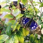 羽を広げたオオムラサキ＝川西市立明峰小学校