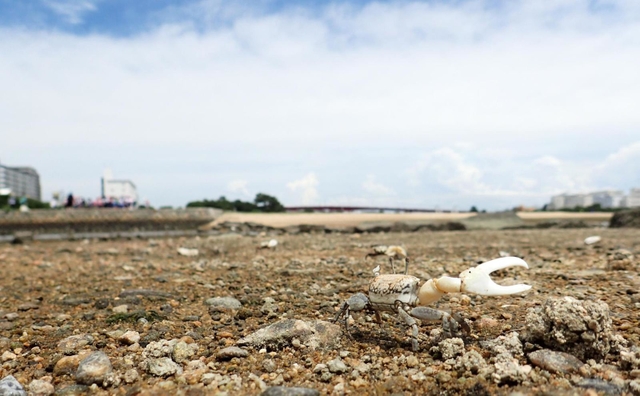 白いはさみを振るハクセンシオマネキ＝西宮市大浜町