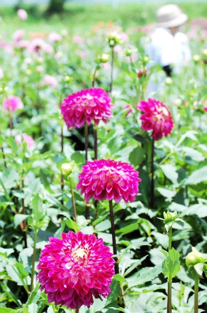 華やかに咲き誇るダリアの大輪＝宝塚市上佐曽利