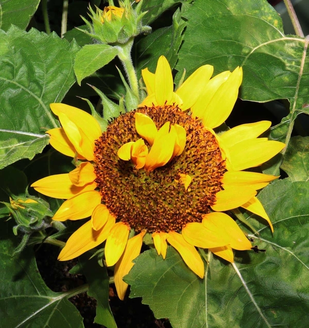 ヒマワリの花の中に花が咲いた＝尼崎市道意町５