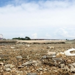 白いはさみを振るハクセンシオマネキ＝西宮市大浜町