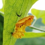 ジャコウアゲハのサナギには「お菊虫」の別称がある。口紅に似た斑点は他のさなぎにはない特徴。戦前は土産物にもなっていた 