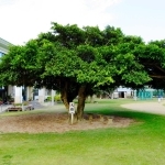 徳之島町立神之嶺小学校の校庭に根づくガジュマル＝鹿児島県徳之島町神之嶺（同校提供）