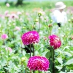 華やかに咲き誇るダリアの大輪＝宝塚市上佐曽利