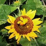 ヒマワリの花の中に花が咲いた＝尼崎市道意町５