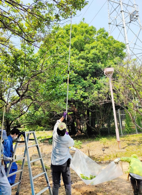 尼崎市農業公園で梅の実を採取する利用者ら（提供）