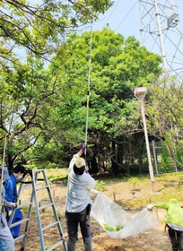 尼崎市農業公園で梅の実を採取する利用者ら（提供）