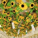 風鈴やヒマワリの造花で飾られた車内＝川西市内