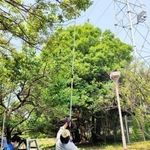尼崎市農業公園で梅の実を採取する利用者ら（提供）