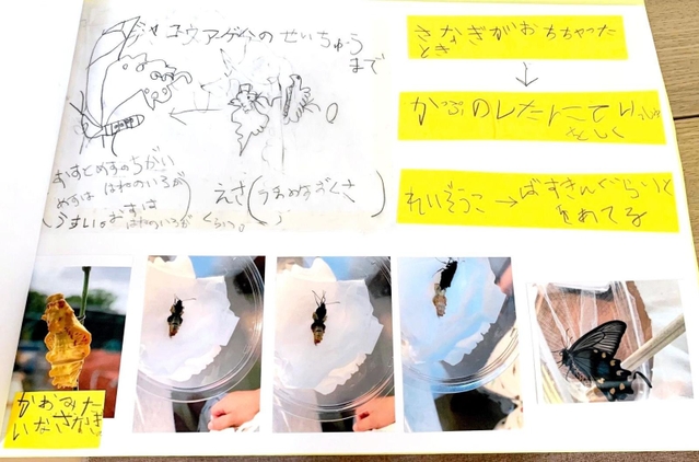 夏休みの自由研究で作成した「虫ずかん」。採取したアゲハチョウやニホントカゲの生態や気付いたことを記録している（安田さん提供）