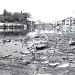 昭和４０年撮影の大物川。地盤沈下で流れが止まり、大量のごみが浮いている（尼崎市立地域研究史料館提供）