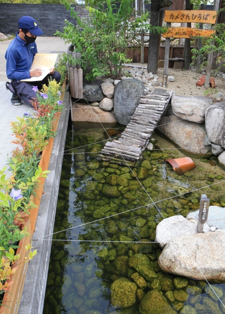 カメの健康状況をチェックする松下さん＝尼崎の森中央緑地