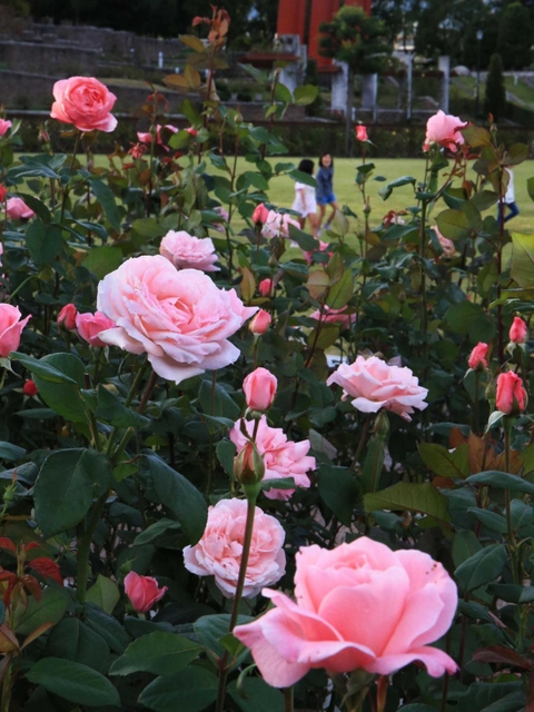 鮮やかに咲いたバラ＝伊丹市荒牧６