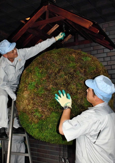 表面を刈り込んだ一般的な酒林＝白鹿記念酒造博物館（２０１５年）