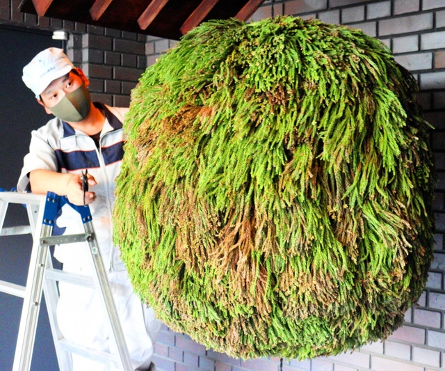 新しく付け替えられたフサフサの酒林＝白鹿記念酒造博物館