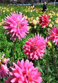 応援に使うポンポン？、それともコンペイトー？　多彩な色や形のダリアが咲き誇る＝宝塚市上佐曽利（撮影・斎藤雅志）