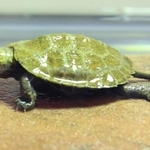 元気に動き回るニホンイシガメの赤ちゃん＝尼崎の森中央緑地