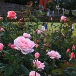 鮮やかに咲いたバラ＝伊丹市荒牧６