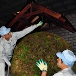 表面を刈り込んだ一般的な酒林＝白鹿記念酒造博物館（２０１５年）