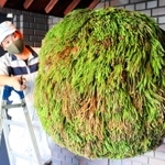 新しく付け替えられたフサフサの酒林＝白鹿記念酒造博物館