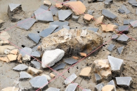 津門大塚町遺跡から見つかった、殉葬されたとみられる馬の歯（中央）。周囲からは須恵器の破片が集中的に見つかった＝西宮市津門大塚町