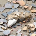 津門大塚町遺跡から見つかった、殉葬されたとみられる馬の歯（中央）。周囲からは須恵器の破片が集中的に見つかった＝西宮市津門大塚町